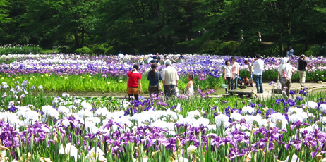 いじみの公園　日本四大あやめ園