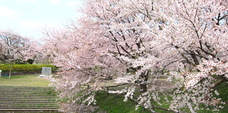 加治川の桜