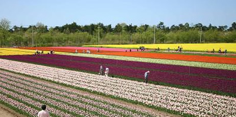 胎内市チューリップフェスティバル